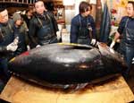 at&uacute;n gigante