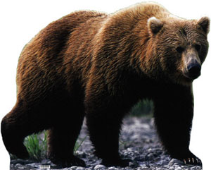 oso Grizzly