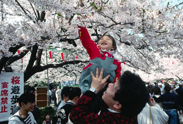 Cerezos en flor en Ueno