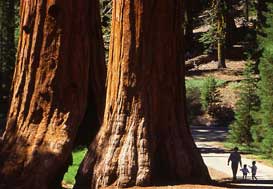 Mariposa Grove Mariposa Grove