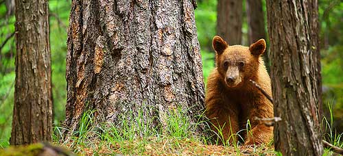 yosemite_oso yosemite_oso