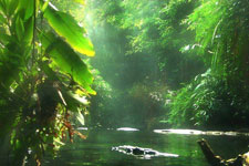 Brasil aloja uno de los idiomas menos hablados del mundo: el Kaixana 