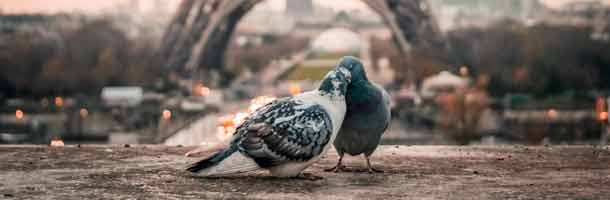 Para cuando te líes con tus diálogos en francés