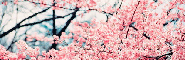 Las becas Vulcanus nos encantan de cara a ir a Japón