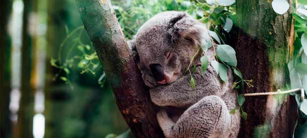 Apúntate a las becas Endeavour en Australia a través de este artículo