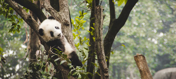 Descubre curiosidades del idioma chino de lo más interesantes