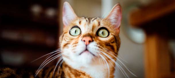 Con estos falsos amigos del alemán a los que has de prestar atención