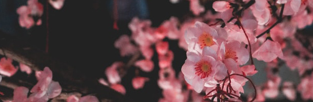 Las frases básicas del idioma japonés que sí o sí has de conocer