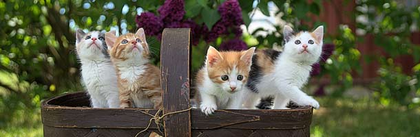Gattara es una de las palabras más raras del italiano
