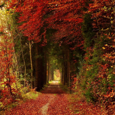 Al tratar de traducirlo todo al castellano caemos en uno de los errores más comunes del alemán