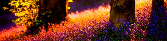 Una serie de preguntas en holandés que has de saber