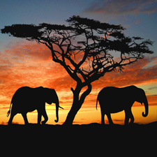 Sudáfrica también se encuentra entre los destinos más extraños para aprender inglés de forma distinta