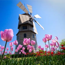 Entre los destinos más raros para aprender inglés tenemos a los Países bajos