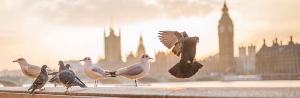 Entre los idiomas más aprendidos en España no podía faltar el inglés