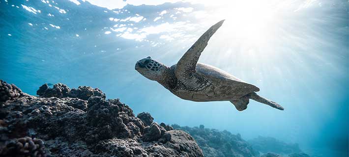 Inmersión en inglés en casa