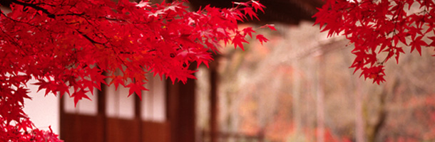 El idioma japonés cuenta con datos de lo más interesantes