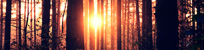 Algunas de las palabras más raras del japonés son bien bonitas