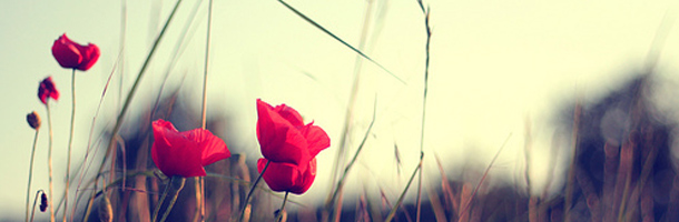 Diversas formas y lenguas con las que decir te quiero