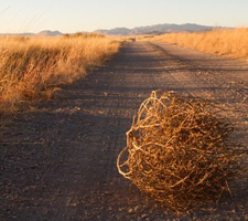 Incluidas dentro de las cosas cuyo nombre no sabías que existía también encontramos los matojos rodantes