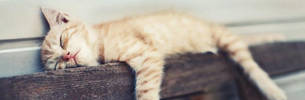 El no poder levantarse de la cama se merece su puesto dentro de las cosas cuyo nombre no sabías que existía