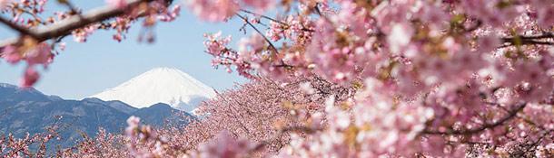 Los proverbios nos permiten saber más de la cultura del idioma al que pertenecen