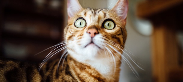 A sorprenderse con las palabras curiosas del inglés que hoy te traemos aquí