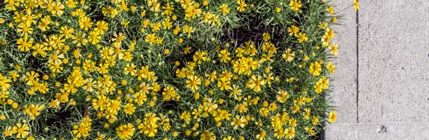 Repasar los futuros en inglés es muy relevante